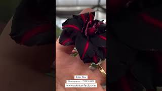 Rare Imported Black Red Shaded Adenium Plant Online Shopping 🪴 adenium plants flowers [upl. by Annah]