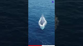 Why Blue Whales🐳Cant Swallow A Human  Facts Malayalam  47 ARENA shortsmalayalam [upl. by Anoid]