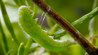 Caterpillar Cocoon Timelapse  BBC Earth [upl. by Aisercal]