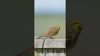 Brighten your day  yellowhammer  Birds in New Zealand [upl. by Abad]