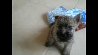 Cutest cairn terrier puppy [upl. by Berti]