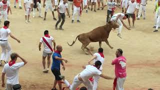 Running of the Bulls in Pamplona Spain running of bulls Spanish Bull Run Pamplona Bull Ring [upl. by Cardwell910]