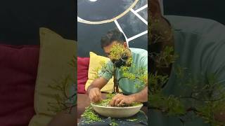 bonsai training ගගවැරැල්ල 💚💚 bonsai bonsaicare [upl. by Ahsiket589]