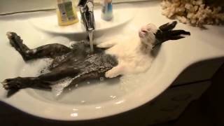 lapin relaxe qui prend son bain [upl. by Ardnusal]