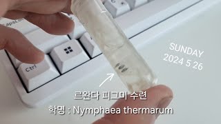 르완다 피그미 수련 Nymphaea thermarum 1일차 [upl. by Aysahc841]