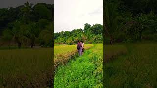 Ricefield🌾 bukiddiaries agriculture bukidislife nature farming bukidfeels buhayprobinsya [upl. by Adlai]