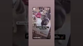 Yeh my nail viralvideo dance husky youtubeshorts insta original animals doglover dog fun [upl. by Gass373]