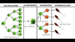 شرح الدرس الأول 1er cours embryologie la spermatogenèse 1ère année médecine [upl. by Aiouqahs]