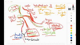 hypoglossal nerve [upl. by Harold108]