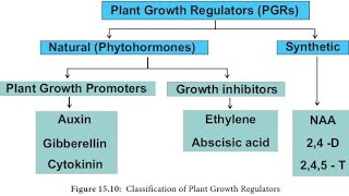 classification of plant growth Regulators plant plant physiology biology competitive classes [upl. by Adav]