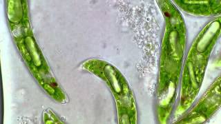 Paramylon bodies inside of Euglena [upl. by Nogem]