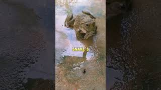 African Bull Frog Eats Snake Alive [upl. by Oakes506]