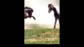 Wild horses fighting like viewsviralvideosubscribersgrow [upl. by Ternan561]