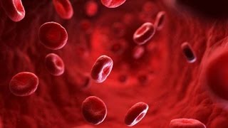 Best Foods to Increase Blood Platelets [upl. by Ellekcim]