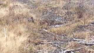 Hunting Whitetail Deer in North Carolina With Dogs [upl. by Attey]