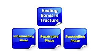 Healing of Bones in Fractures [upl. by Ludlow]