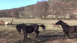 Donnernde Hufe im GichenbachTal Warm up  Die Rhönreiter [upl. by Halsy]