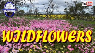 The wildflowers of Western Australia [upl. by Bary]