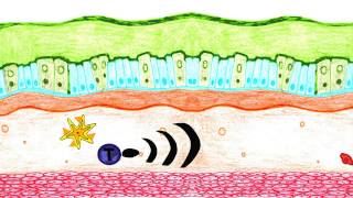 Asthma Pathophysiology [upl. by Aseel]