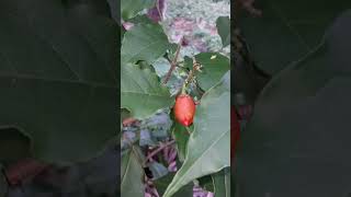 peanut Butter plant fruit [upl. by Himelman]