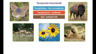 Earths Climate  The Temperate Zone [upl. by Schlessel]