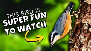 The Incredible Things Redbreasted Nuthatches Can Do [upl. by Itsym857]