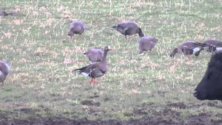 Greenland Whitefronted Goose Anser albifrons flavirostris [upl. by Bran]