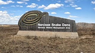 Narcisse Snake Dens May 6 2023 Narcisse Manitoba [upl. by Nadeau]