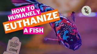 HOW TO HUMANELY EUTHANIZE A FISH [upl. by Eitisahc]