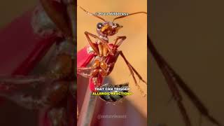 The Deadliest Ant In The World [upl. by Ocinom928]