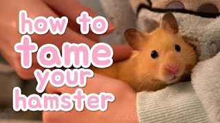 🐹 How to tame your hamster 🐹 [upl. by Nema]