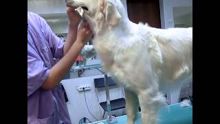 Show Grooming Golden Retriever Part 6 [upl. by Baggott811]