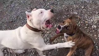 Dogo Argentino VS Pitbull  Pitbull VS Dogo Argentino In a Real Fight  KERBEROS [upl. by Granniah992]