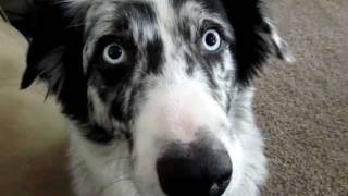 Dog Talk  Conversation With An Australian Shepard [upl. by Kahn]