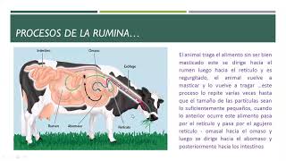 PROCESO DE LA RUMIA Y DIFERENCIAS ENTRE SISTEMA DIGESTIVO DE RUMIANTES MONOGASTRICOS Y AVES [upl. by Natsud623]