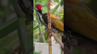 Black rumped flameback woodpecker [upl. by Anyg463]