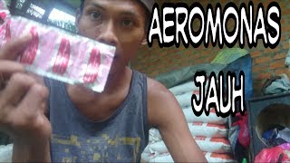 Vlog Mengobati Aeromonas Pada Ikan Lele Obat Apotik Ampuh [upl. by Neibaf109]