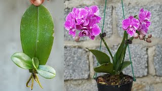 Tips To Stimulate Orchids Sprouting From Leaves Easily And Effectively [upl. by Yrolam849]