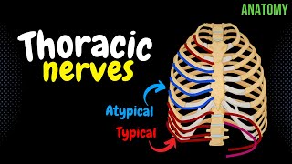 Thoracic Nerves Intercostal  Subcostal  Anatomy [upl. by Felipa]