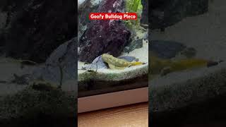 🤣 Bulldog Pleco plecofish pleco plecostomus fishtank fish aquariumfishkeepers fishkeeping [upl. by Rolecnahc161]