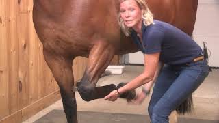 Royal Horse Show Education Series Equine Lameness with Dr Samantha Molson [upl. by Kincaid]