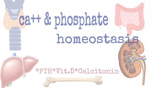 Calcium amp phosphate homeostasis [upl. by Maggee114]