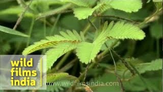 Mimosa  plant capable of rapid movement [upl. by Nedyaj]