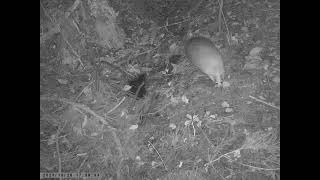 Japanese Badger Defecates at Communal Dunghill in Autumn [upl. by Pascha]