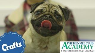 Dog Health What Is Brachycephalic Obstructive Airway Syndrome [upl. by Adelaja220]