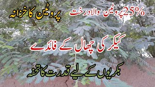 Bakri ko kikar khilanaکیکرکی چھال کےفائدےBenefits of acacia in goatsRajanpuribakrifarming [upl. by Elfie]