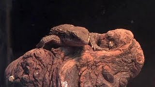 ヒナタヨロイトカゲの赤ちゃん（上野動物園）その2 Baby Tropical Girdled Lizard [upl. by Solrak474]