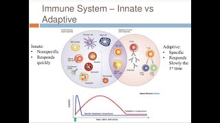 IMMUNOLOGY II INNATE HUMERAL AND CELL MEDIATED IMMUNITY [upl. by Oswal]