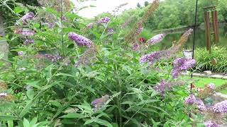 Proper Care of a Butterfly Bush  Buddleja Davidii [upl. by Wane]