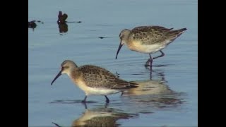 Watvögel an der Küste und im Binnenland Waders Aufgenommen in Norddeutschland Von KLAUS TAUX [upl. by Aicissej]